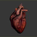 Human Heart Anatomical 3D Model With Detailed Red Vessels And Structure
