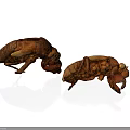 Two Brown Cicada Exuvia Display Detailed Insect Exoskeleton Characteristics In Natural View