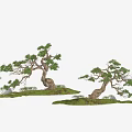 Artistic Bonsai Trees With Twisted Trunks Green Foliage And Rocky Grass Base