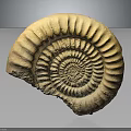 Ancient Marine Ammonite Fossil With Spiral Shape And Detailed Ridges On Dark Background