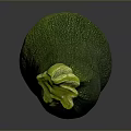 Fresh Green Zucchini Vegetable Showing Natural Curved Shape and Smooth Skin