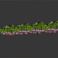 Fresh Pink Edible Fruits on Green Leafy Vines Naturally Grown