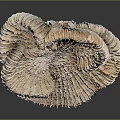 Light Brown Sea Anemone With Ruffled Tentacles On Black Reflective Surface
