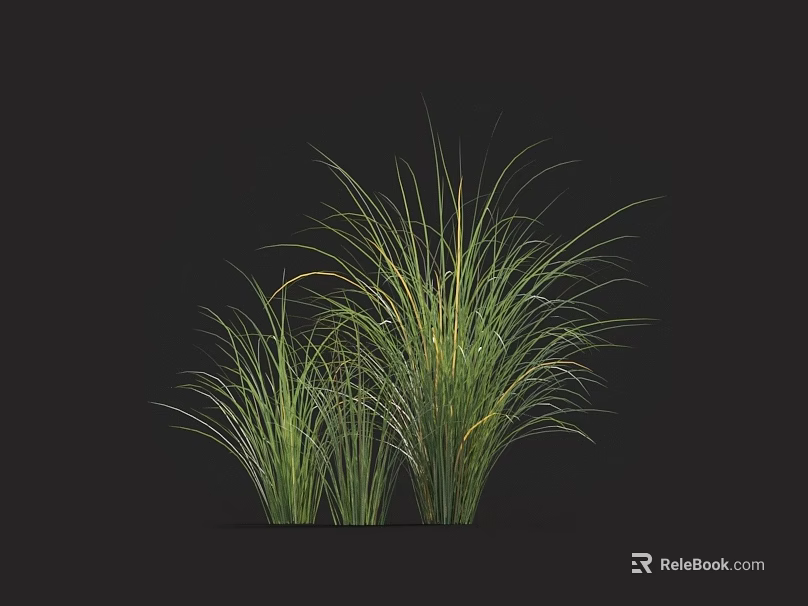 Lush Ornamental Grass Featuring Slender Green and Yellow Leaves Growing in Clumps Against Dark Background 3d model 