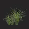 Lush Ornamental Grass Featuring Slender Green and Yellow Leaves Growing in Clumps Against Dark Background