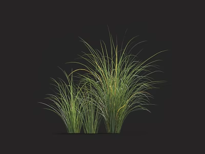 Lush Ornamental Grass Featuring Slender Green and Yellow Leaves Growing in Clumps Against Dark Background 3d model