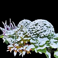 Snow Covered Garden Shrubs With Purple Flowers And Fresh Green Leaves