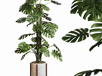 Modern Monstera Potted Plant With Large Leaves In Metallic Pot For Indoor Decor 3d model