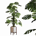 Modern Monstera Potted Plant With Large Leaves In Metallic Pot For Indoor Decor