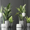 Decorative Indoor Potted Plants With Green Leaves In Various Ceramic Pots And Metal Stands