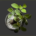 Green Leafy Potted Plant with Bulbous Root in Brown Pot with White Dots