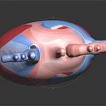 Anatomical Human Heart Organ 3D Model With Red Tissue And Blue Vascular Details