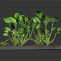 Green Plants With Broad Leaves And Yellow Flowers Growing On Blue Platform