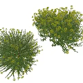 Two Potted Lush Green Flowering Plants With Small Yellow Blooms