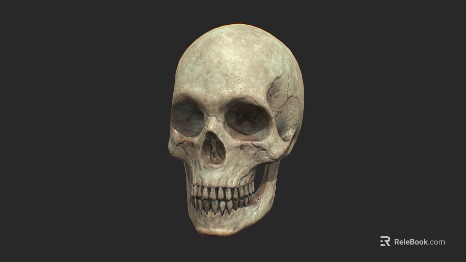 Human Skull Isolated Front View With Detailed Anatomical Structure And Realistic Texture 3d model 
