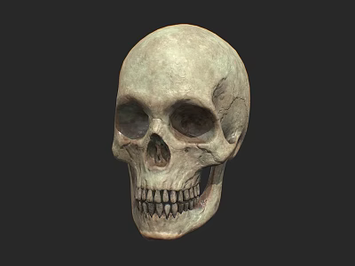 Human Skull Isolated Front View With Detailed Anatomical Structure And Realistic Texture 3d model