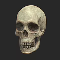 Human Skull Isolated Front View With Detailed Anatomical Structure And Realistic Texture 3d model