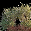 Vibrant Green Shrubs With White Blossoms And Red Stems In Outdoor Garden Area