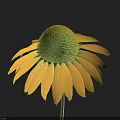 Beautiful Yellow Flower with Green Flower Head and Green Stem Stands Out on Dark Background