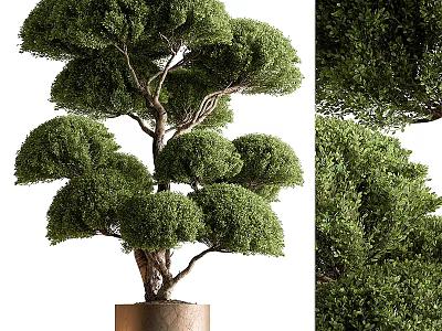 Bonsai Plant With Lush Green Leaves And Trimmed Branch Structure In Cylindrical Pot 3d model