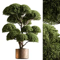 Bonsai Plant With Lush Green Leaves And Trimmed Branch Structure In Cylindrical Pot