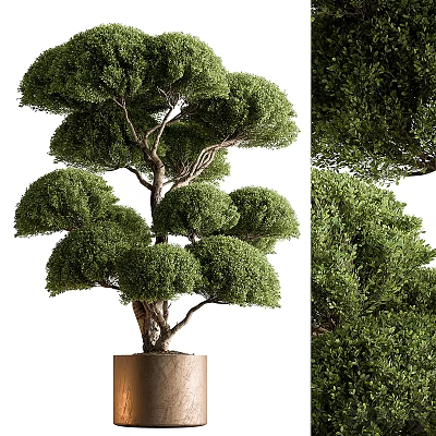 Bonsai Plant With Lush Green Leaves And Trimmed Branch Structure In Cylindrical Pot 3d model