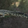 Large Crocodile Reptile With Open Mouth In Natural Grassland And Trees Habitat