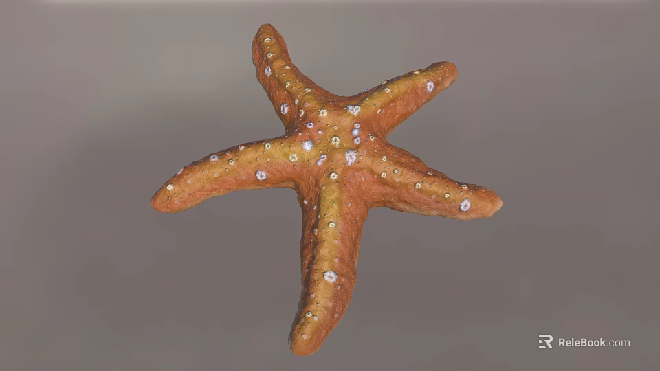 Orange Starfish With White Spots On Textured Surface And Gray Background 3d model 