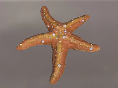 Orange Starfish With White Spots On Textured Surface And Gray Background 3d model