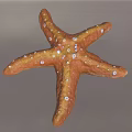 Orange Starfish With White Spots On Textured Surface And Gray Background
