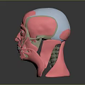 Human Head Anatomical Model With White Marking Dots And Muscle Structure Lines 3d model
