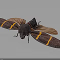 Brown Moth With Yellow Stripes On Its Spread Wings And Dark Body Against Dark Background