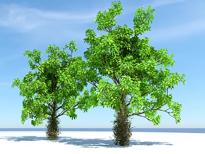 Two Lush Green Trees With Dense Foliage Against Blue Sky And Ocean 3d model