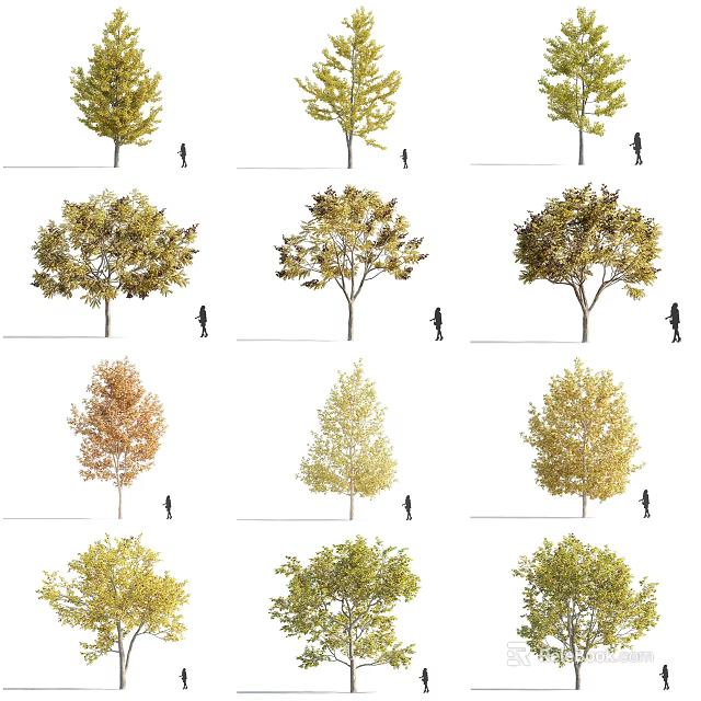 Various Arbor Species Display Different Canopy Shapes With Human Silhouettes for Scale 3d model