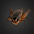 Detailed View Of A Cricket With Brown Black Body And Long Antennae
