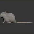 Light Brown Mouse With Large Ears White Eyes And Long Tail Standing On Black Background
