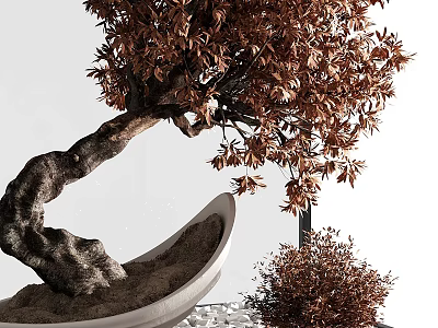 Bonsai Tree with Twisted Trunk Brown Foliage in White Bowl and Shrub with White Pebbles 3d model
