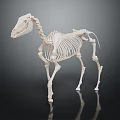 Medical Device Horse Skeleton Model with Detailed Anatomical Structure for Veterinary Education