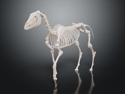 modern skeleton horse skeleton animal skeleton 3d model