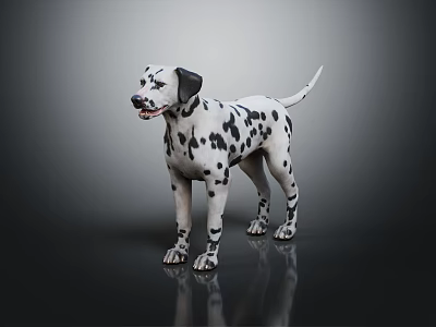 Dalmatian Dog Standing Gracefully With Black Spots On White Fur Against Dark Background 3d model