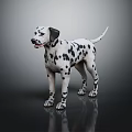 Dalmatian Dog Standing Gracefully With Black Spots On White Fur Against Dark Background