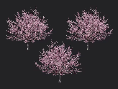 Three Vibrant Arbor Trees With Pink Blooming Blossoms Against Black Background 3d model