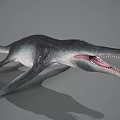 Realistic Aquatic Animal With Long Snout Sharp Teeth Large Fins And Streamlined Body Model