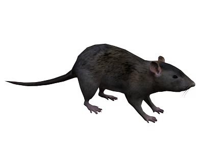 Realistic Gray Rat With Long Tail And Brown Spots On Fur 3d model
