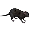 Realistic Gray Rat With Long Tail And Brown Spots On Fur