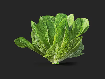 Fresh Green Leafy Lettuce Vegetable With Crisp Healthy Leaves in Natural State 3d model