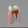 Human Tooth Cross Section Anatomy Showing Enamel Dentin Pulp And Gum