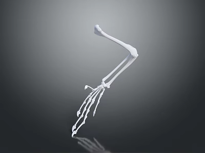 3D Rendered White Skeleton Arm And Hand With Reflection On Dark Background 3d model