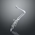 3D Rendered White Skeleton Arm And Hand With Reflection On Dark Background