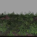 Lush Green Ground Cover Plants Growing On Natural Soil Surface Area